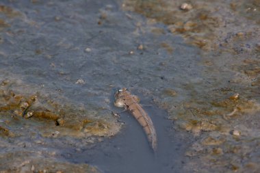 Nam Sang Wai Hk 'nin sulak arazisi 3 NOV 2007