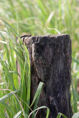 Nam Sang Wai 'nin doğa manzarası 3 NOV 2007