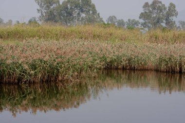 Nam Sang Wai, Hong Kong 'un doğa manzarası. 3 NOV 2007