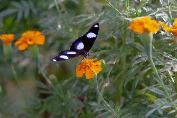 the butterfly at nature of hong kong  3 NOV 2007