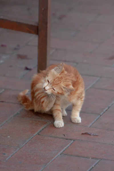 Een Klein Poesje Met Oranje Lang Haar Hong Kong — Stockfoto