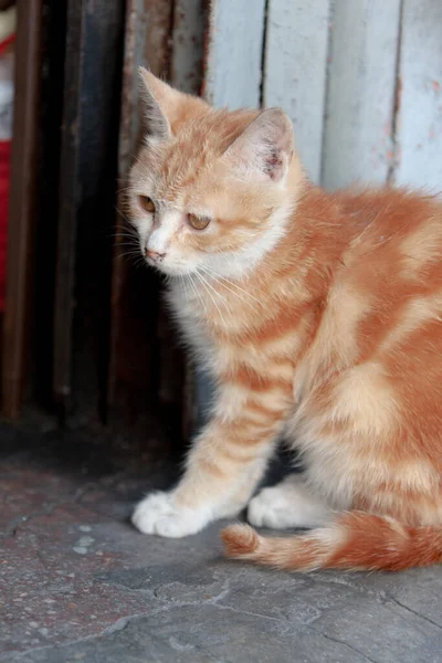 Egy Kis Cica Narancssárga Hosszú Hajjal Hong Kong Kongban — Stock Fotó