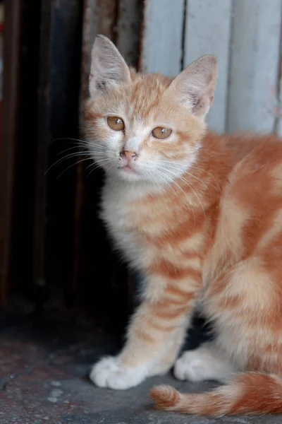 Gatito Pequeño Con Pelo Largo Anaranjado Hong Kong — Foto de Stock