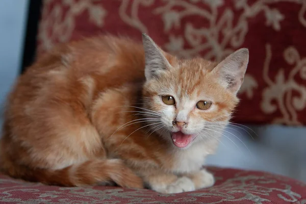 Ein Kleines Kätzchen Mit Orangefarbenen Langen Haaren Hong Kong — Stockfoto