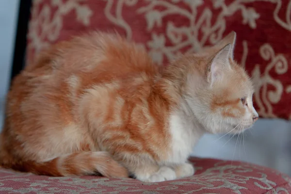 一只长着橙色长毛的小猫 — 图库照片