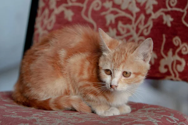 Ein Kleines Kätzchen Mit Orangefarbenen Langen Haaren Hong Kong — Stockfoto
