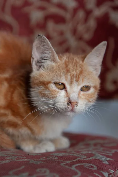 Petit Chaton Aux Cheveux Longs Orange Hong Kong — Photo