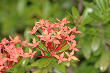 Rubiaceae çiçeği. Bahçedeki Ixora kakusinea çiçeği
