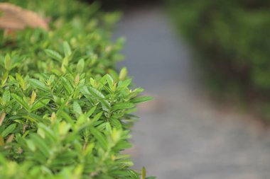 Doğada pürüzsüz bir taş kaldırım.