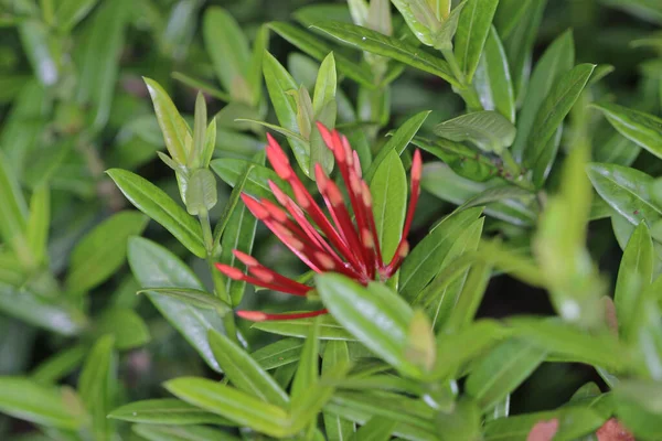 Rubiaceae Blühen Ixora Coccinea Blume Garten — Stockfoto
