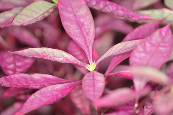 Fialová Barva Rostlin Přírodě — Stock fotografie