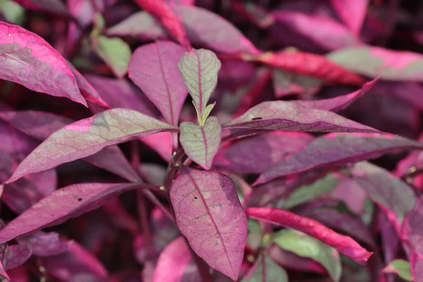 Color Púrpura Las Plantas Naturaleza — Foto de Stock