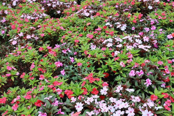 Walleriana Impatiens Flores Com Folha Verde — Fotografia de Stock