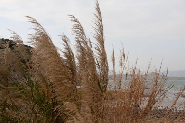 30 Aralık 2007 Nai Chung Pebbles Plajı, sah tin hk