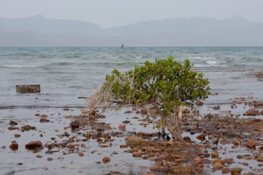30 Aralık 2007 Nai Chung Pebbles Plajı, sah tin hk