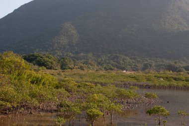 26 Aralık 2007 Sai Kung, Hong Kong 'da doğa manzarası