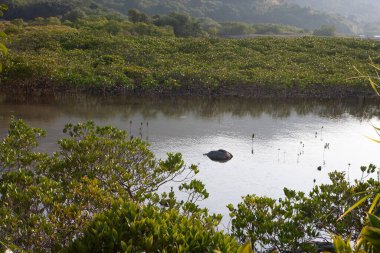 26 Aralık 2007 Sai Kung, Hong Kong 'da doğa manzarası