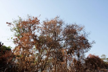 26 Aralık 2007 Sai Kung, Hong Kong 'da doğa manzarası
