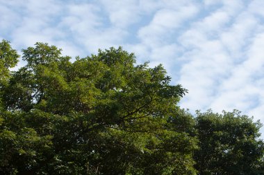 Ağaç kabuğu dokusu ve arka plan, doğa konsepti 26 Eylül 2007