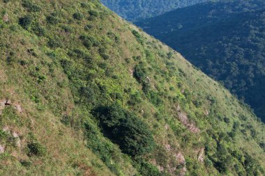 Ağaç kabuğu dokusu ve arka plan, doğa konsepti 26 Eylül 2007