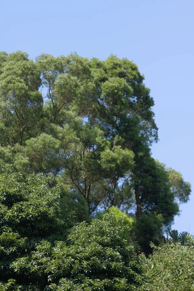 Árbol Corteza Textura Fondo Concepto Naturaleza Sept 2007 — Foto de Stock