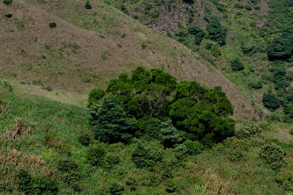 Árvore Casca Textura Fundo Conceito Natureza Setembro 2007 — Fotografia de Stock