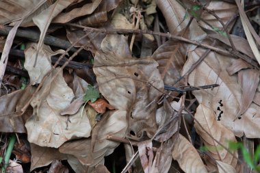 Tam kare kuru yapraklar, doğal desen.