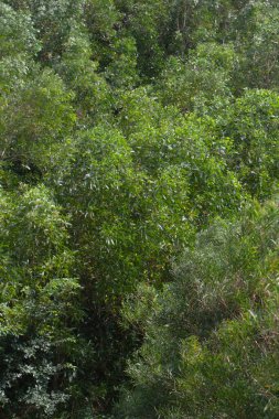  High Junk Peak Country Trail 22 Eylül 2007