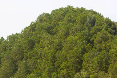  High Junk Peak Country Trail 22 Eylül 2007