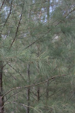  High Junk Peak Country Trail 22 Eylül 2007