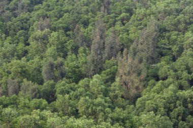  High Junk Peak Country Trail 22 Eylül 2007