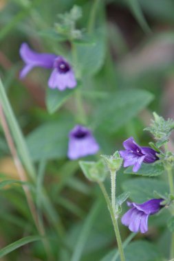  Yüksek Junk Tepesi 'ndeki bitkiler, hk 22 Eylül 2007