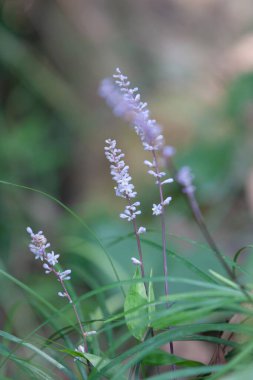  Yüksek Junk Tepesi 'ndeki bitkiler, hk 22 Eylül 2007