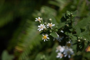  Yüksek Junk Tepesi 'ndeki bitkiler, hk 22 Eylül 2007