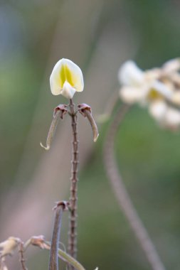  Yüksek Junk Tepesi 'ndeki bitkiler, hk 22 Eylül 2007
