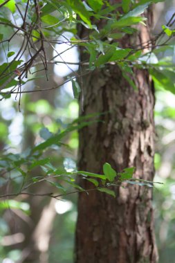 Yüksek Hurda Tepesi 'ndeki ağaçlar, hk 22 Eylül 2007 