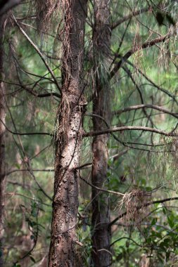 Yüksek Hurda Tepesi 'ndeki ağaçlar, hk 22 Eylül 2007 
