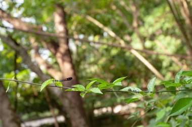 30 Eylül 2007 Kwai Chung 'daki Yukarı Shing Mun Barajı.