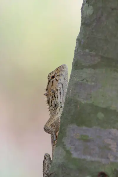 Lovely Wild Tree Agama Nature — Stock Photo, Image