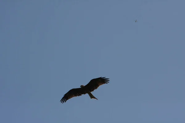 Águila Volando Cielo Cielo Azul —  Fotos de Stock