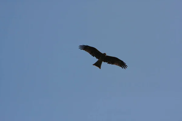 Der Adler Der Himmel Fliegt Blauer Himmel — Stockfoto