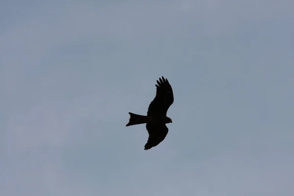 Aquila Che Vola Nel Cielo Cielo Blu — Foto Stock