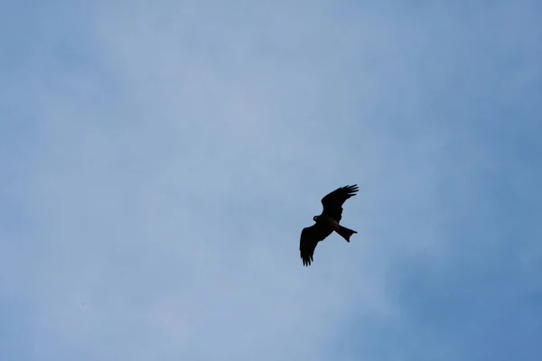 Αετός Πετάει Στον Ουρανό Μπλε Ουρανός — Φωτογραφία Αρχείου