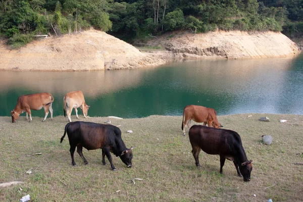 Sept 2007 Upper Shing Mun Reservoir Kwai Chung — Stock Photo, Image