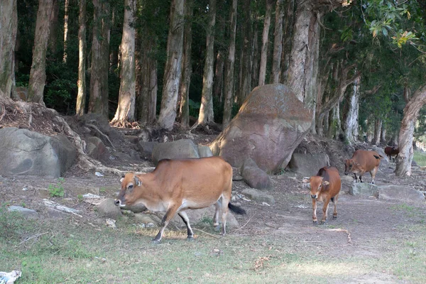 September 2007 Der Obere Shing Mun Stausee Bei Kwai Chung — Stockfoto