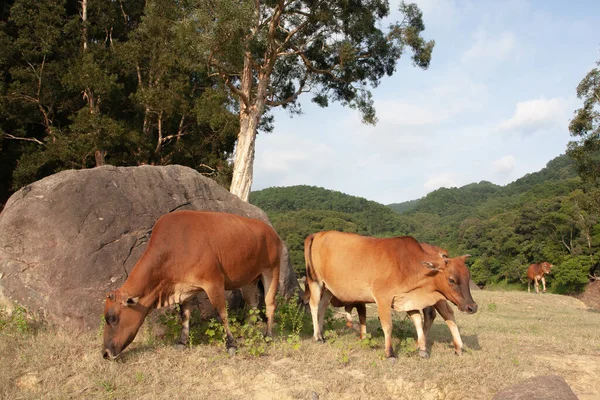 Sept 2007 Upper Shing Mun Reservoir Kwai Chung — Stock Photo, Image