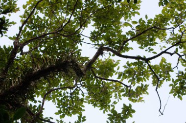 Doğadaki büyük ağaç.