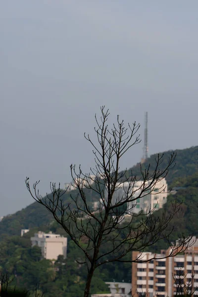 Árbol Grande Naturaleza Aire Libre —  Fotos de Stock