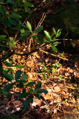 Hong Kong 'daki bitkilerin doğası böyle.