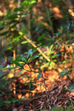 Hong Kong 'daki bitkilerin doğası böyle.